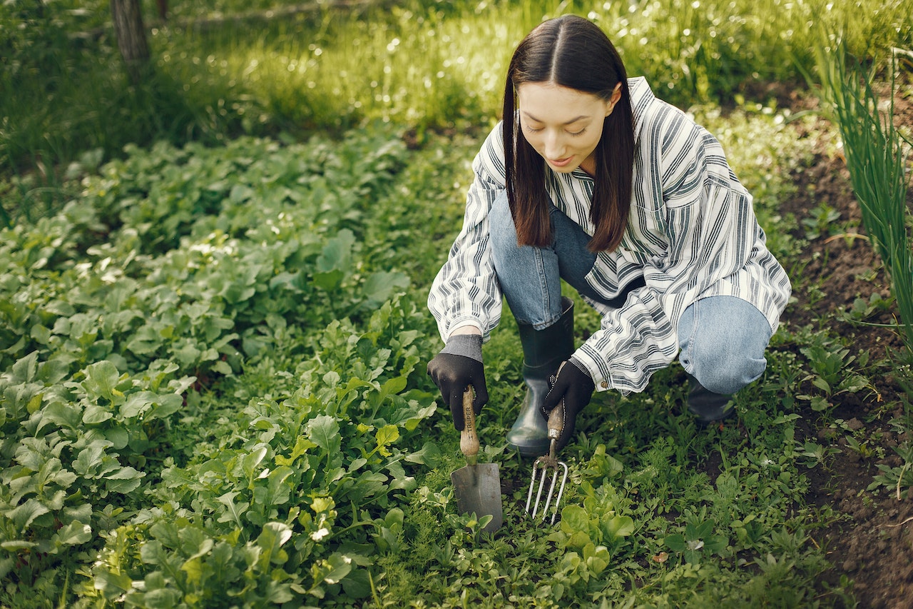 jardin partagé