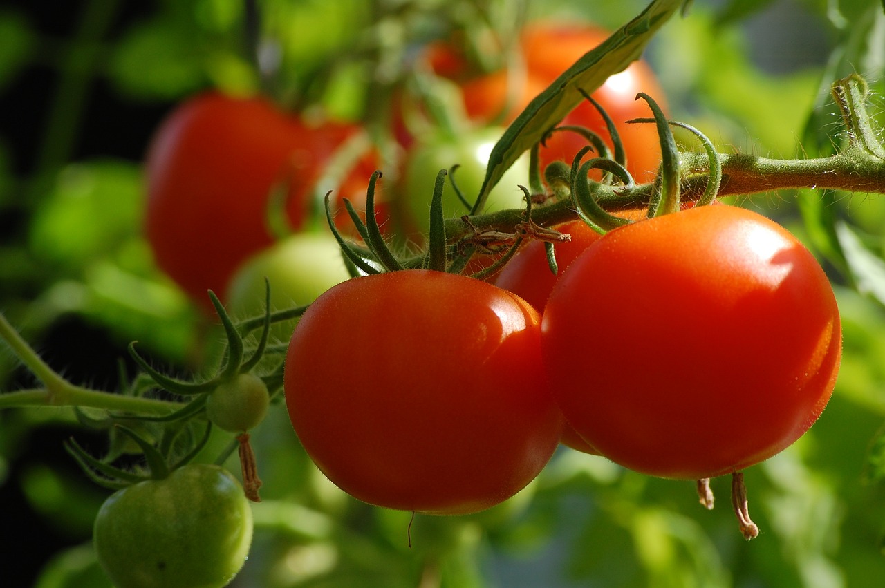 Le carré potager sur pieds : une solution pratique pour cultiver vos légumes