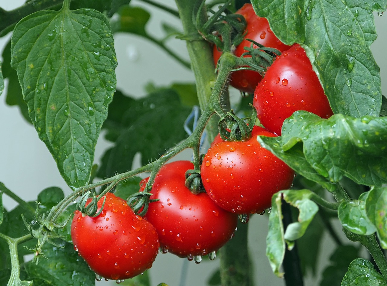 Tomates adaptées à la culture en pot