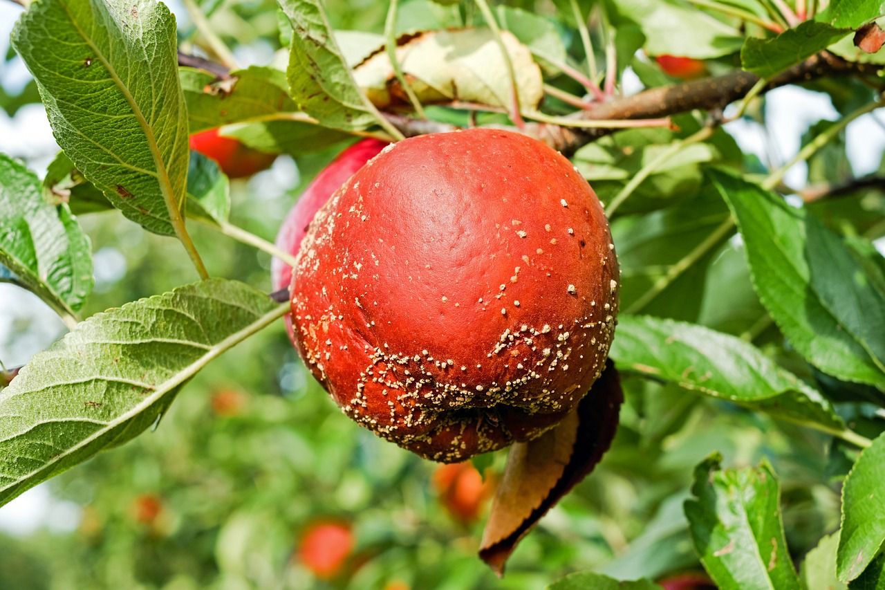 Guide des pathologies fréquentes du pommier et leurs traitements